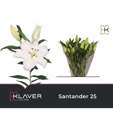 Lys Or Santander 80 cm