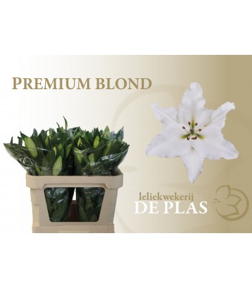 Lys Or Premium Blond 100 cm