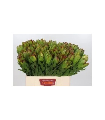 Leucadendron Saf Goldstrik 60 cm