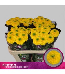 Chrysantheme G Brasiliana 