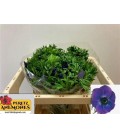 Anemone Co Mis +D Blue 45 cm