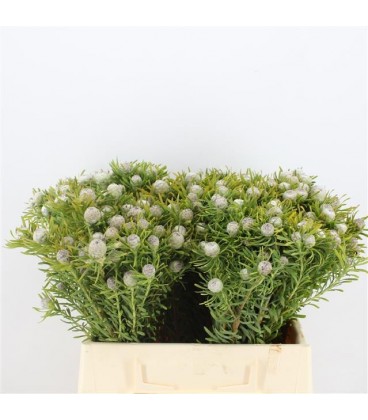 Leucadendron  jad pe vert 50 cm