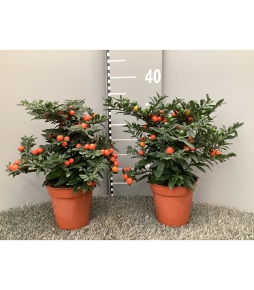 Solanum Thorino foncé Ø 13h 35