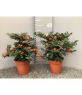 Solanum Thorino foncé Ø 13h 35