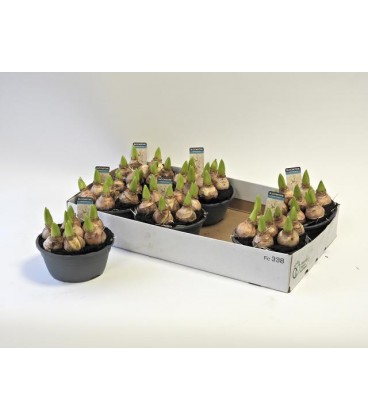 Jacinthe White pearl Ø 16