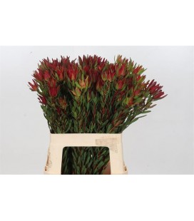 Leucadendron blush 70 cm