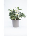 Hellebore Mont blanc pot de 19
