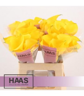 Calla Goldcup 60 cm