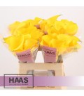 Calla Goldcup 55 cm