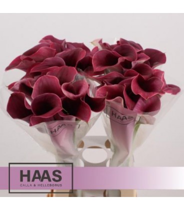 Calla Captaine Promise 75 cm