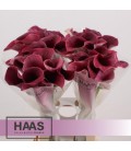 Calla Captaine Promise 70 cm