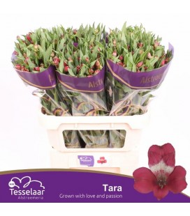 Alstromeria Tara 