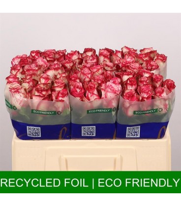 Rose Baraacuda 50 cm