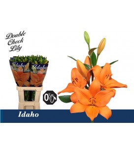 Lys Idaho 95 cm