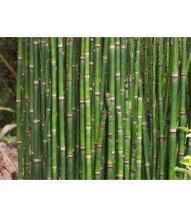 Snake grass prele la botte