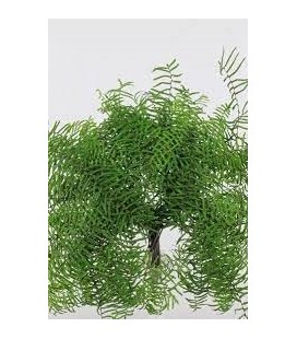 Koral Fern 