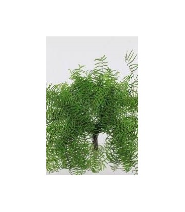 Koral Fern 