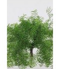 Koral Fern 