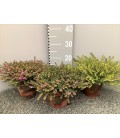 Erica Darleyensis 3 clrs Ø15 h 20