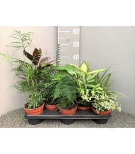 Plante verte mix pot de 13