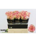Rose Fiesta 60 cm