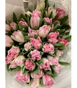 Tulipe Pink Foxtrot