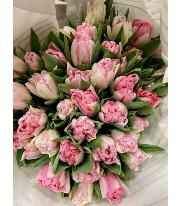 Tulipe Pink Foxtrot