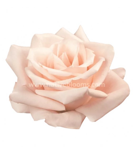 Rose equat Sweet Escimo 50 cm x 25