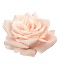 Rose equat Sweet Escimo 50 cm x 25