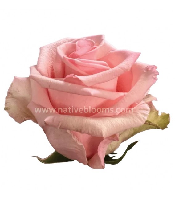 Rose equat Unforgiven 50 cm x 25