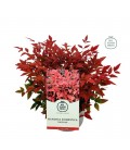 Nandina domestica mixte pot de 17