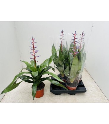 Bilbergia Blue Rain pot de 15