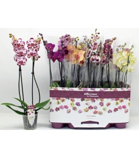 Phalaenopsis ov pot de 12h 60 2 b