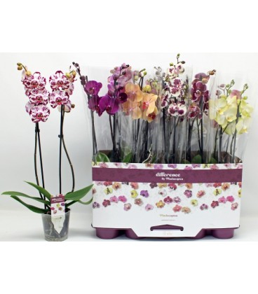 Phalaenopsis mix pot de 10h 65 2 b
