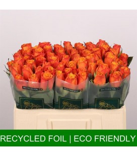 Rose Confidential 50 cm