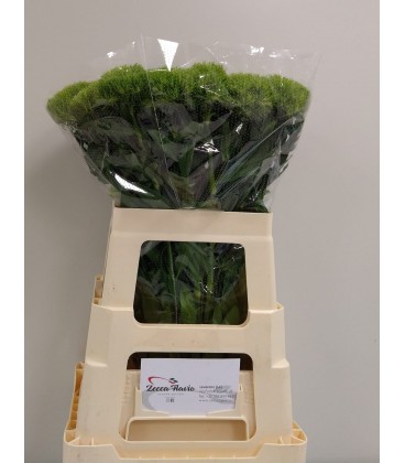 Dianthus Green Wicky 55 cm