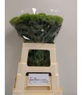 Dianthus Green Wicky 60 cm