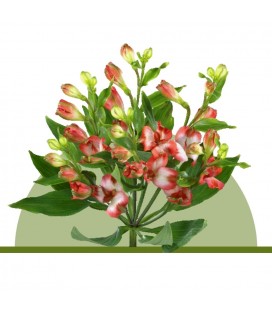 Alstromeria Tinto