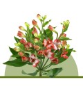 Alstromeria Tinto