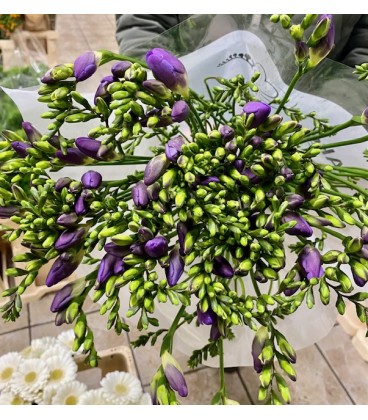 Freesia Palermo