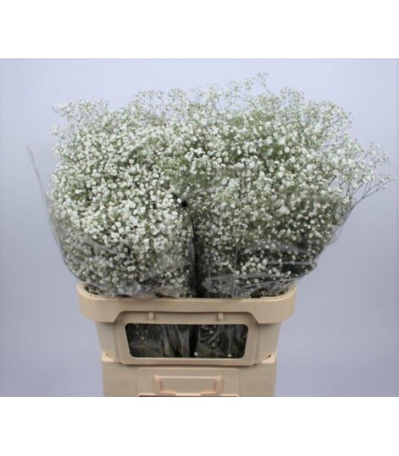 Gypsophile Xlence