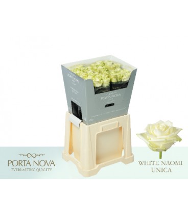 Rose White Naomie 70 cm