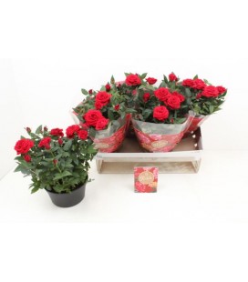 Rosier Rouge Ø20