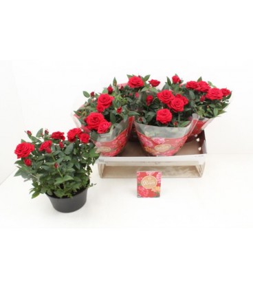 Rosier Rouge Ø20