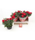 Rosier Rouge Ø20