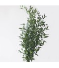 Ruscus d' Italie 