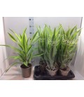 Dracaena Lemon lime Ø 17 h 50