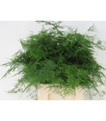 Asparagus setaceus 45 cm