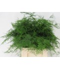 Asparagus setaceus 45 cm