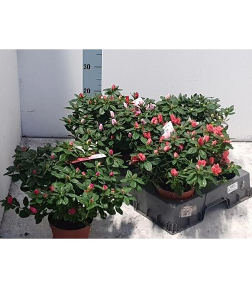 Azalée Vogel pot de 14 diam 32